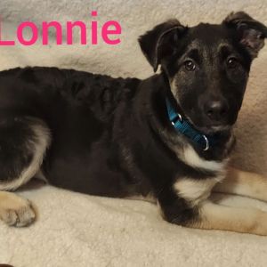 Lonnie-I2247