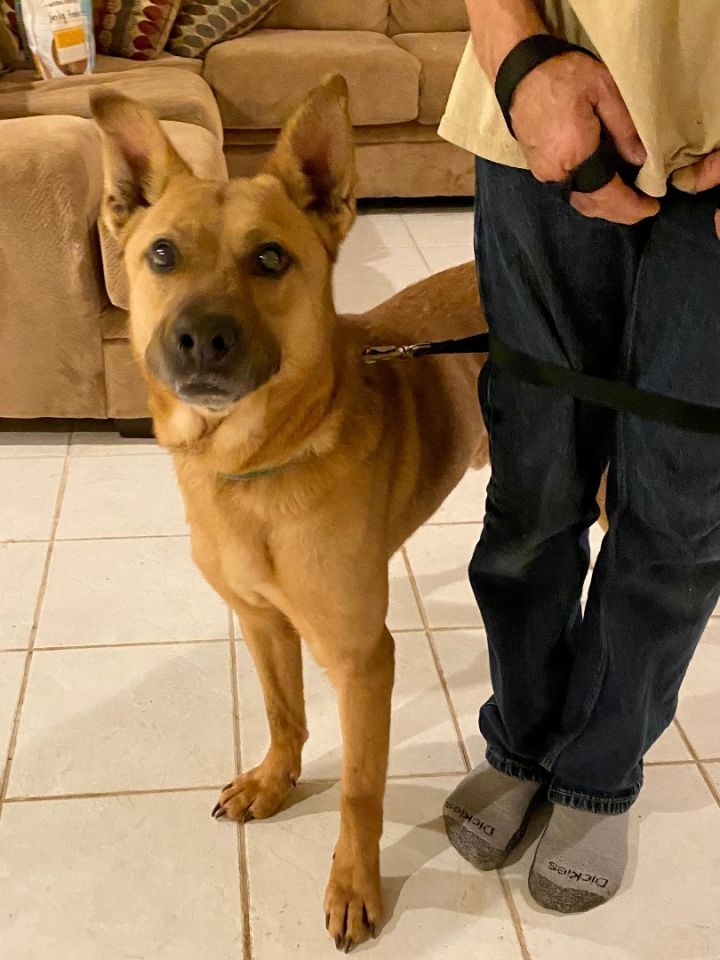 German shepherd mixed 2024 with hound dog