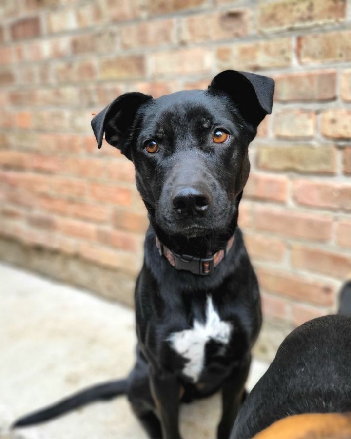 Wilder, an adoptable German Shepherd Dog & Boxer Mix in Chicago, IL_image-1