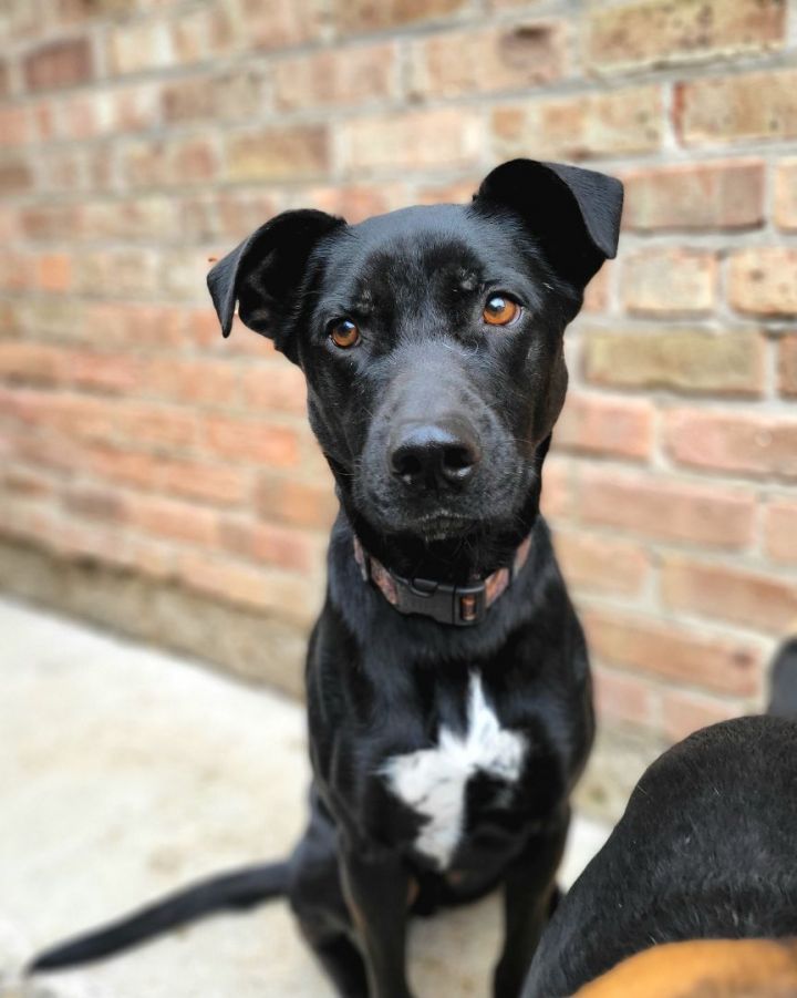 German shepherd store pitbull boxer mix