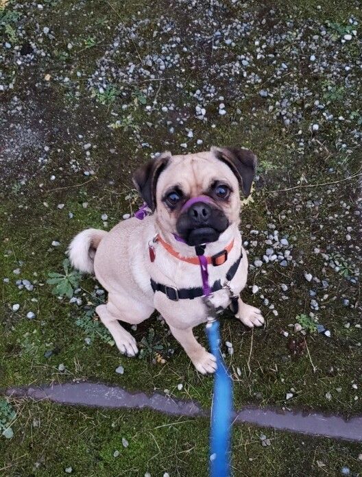 Milo, an adoptable Pug, Beagle in Seattle, WA, 98116 | Photo Image 2