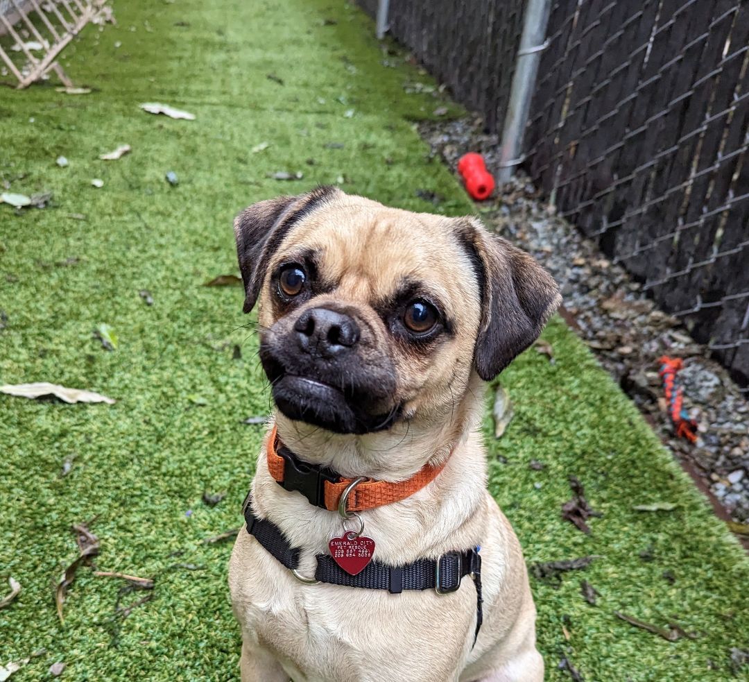 Milo, an adoptable Pug, Beagle in Seattle, WA, 98116 | Photo Image 1