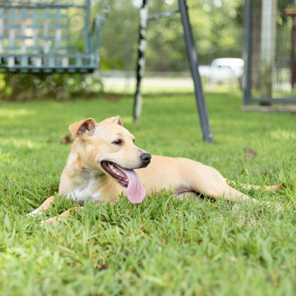 Lila, an adoptable Labrador Retriever Mix in Tyler, TX_image-3