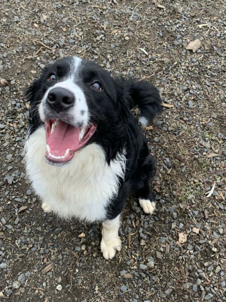 Decker, an adoptable Border Collie in The Dalles, OR_image-2
