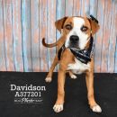 DAVIDSON's profile on Petfinder.com