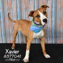 XAVIER's profile on Petfinder.com