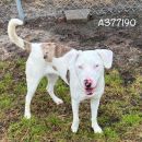 MIA's profile on Petfinder.com