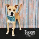 FRESCO's profile on Petfinder.com