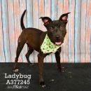 LADYBUG's profile on Petfinder.com