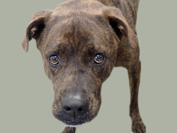 BEAST, an adoptable Hound in Tucson, AZ, 85745 | Photo Image 1