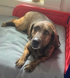 Isabella, an adoptable Hound in Sistersville, WV, 26175 | Photo Image 2