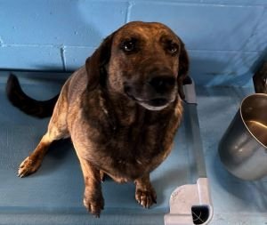 Isabella, an adoptable Hound in Sistersville, WV, 26175 | Photo Image 3