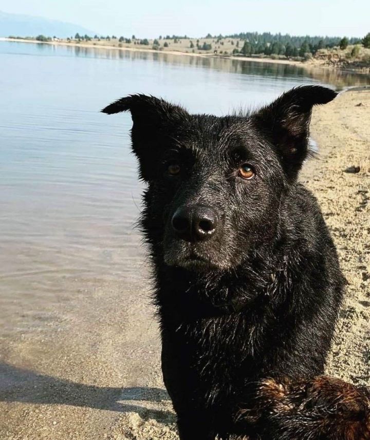 Caliber, an adoptable Black Labrador Retriever & German Shepherd Dog Mix in Tacoma, WA_image-3