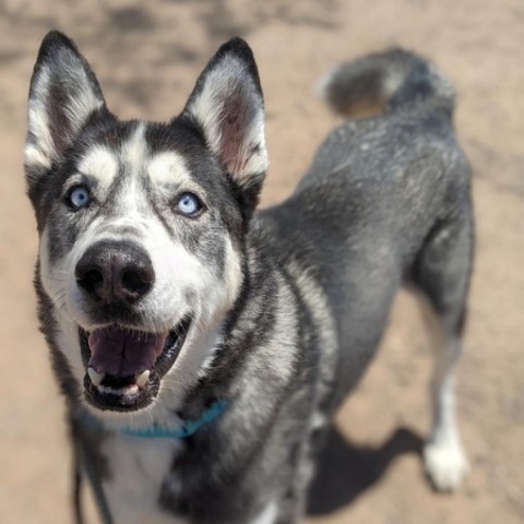 Marcos, an adoptable Siberian Husky, Mixed Breed in Marana, AZ, 85658 | Photo Image 1