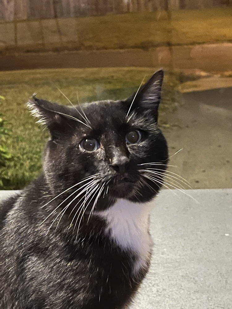 Pops, an adoptable American Shorthair in Virginia Beach, VA, 23455 | Photo Image 1