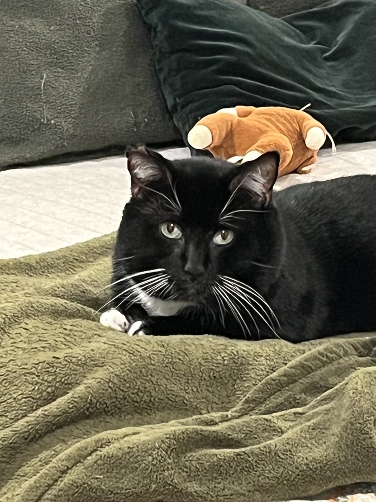 Pops, an adoptable American Shorthair in Virginia Beach, VA, 23455 | Photo Image 5