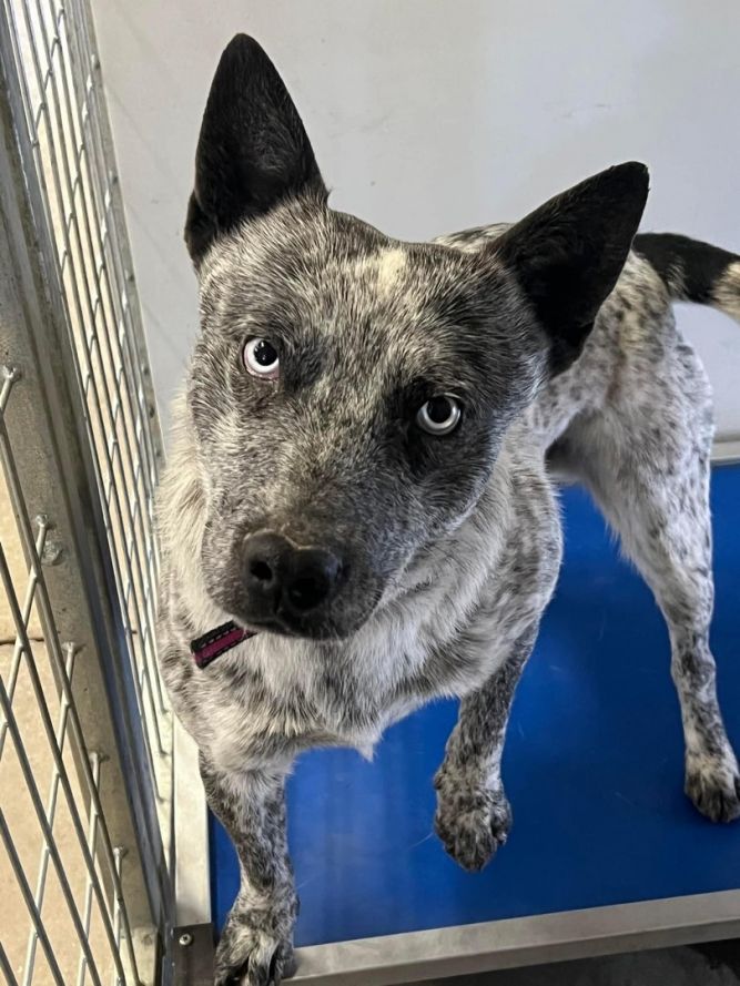 Dog for adoption - Blue , an Australian Cattle Dog / Blue Heeler in ...