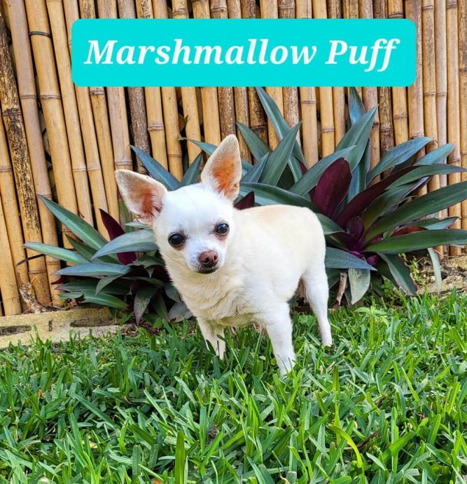 Puffy/ Marshmallow Puff
