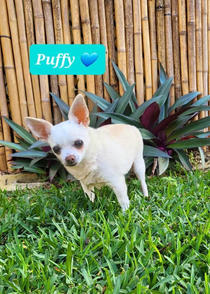 Puffy/ Marshmallow Puff, an adoptable Chihuahua in Plantation, FL_image-2