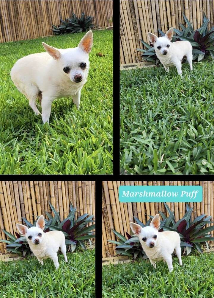 Puffy/ Marshmallow Puff, an adoptable Chihuahua in Plantation, FL_image-3