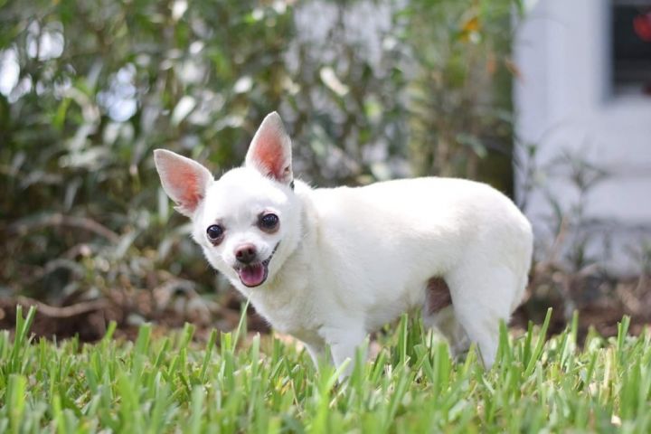 Puffy/ Marshmallow Puff, an adoptable Chihuahua in Plantation, FL_image-4