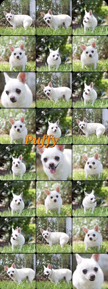 Puffy/ Marshmallow Puff 5