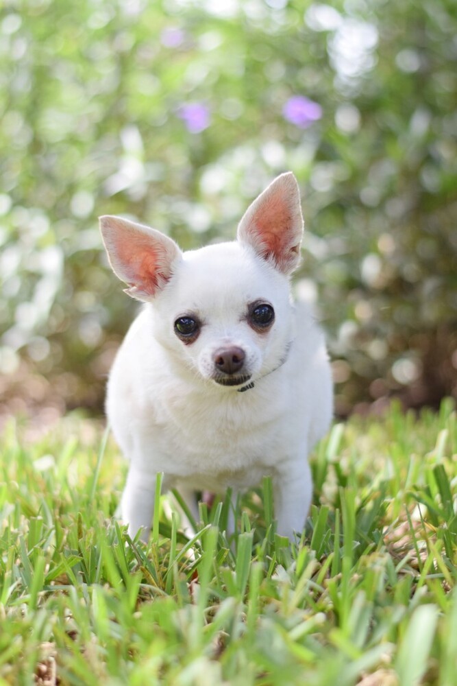 Puffy/ Marshmallow Puff, an adoptable Chihuahua in Plantation, FL_image-6