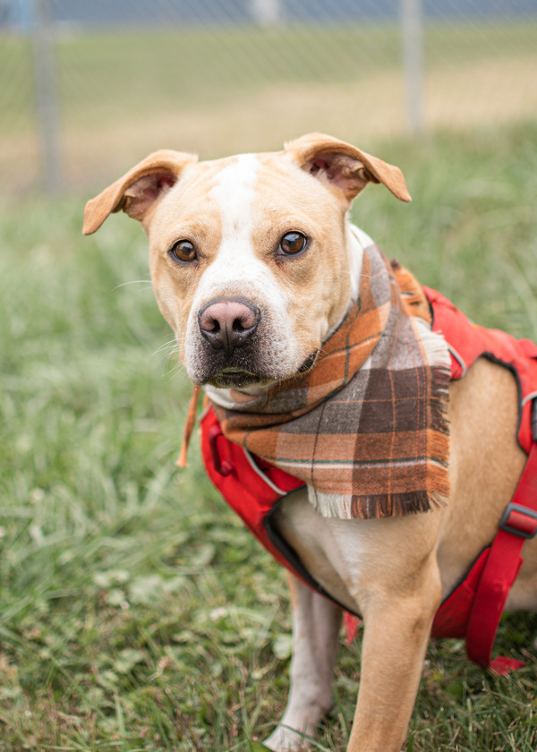 Martin, an adoptable Pit Bull Terrier Mix in Lancaster, OH_image-2
