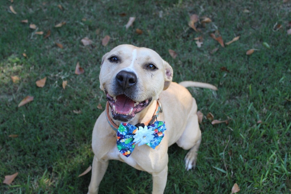 Rose, an adoptable Mixed Breed in Scott, LA, 70583 | Photo Image 1