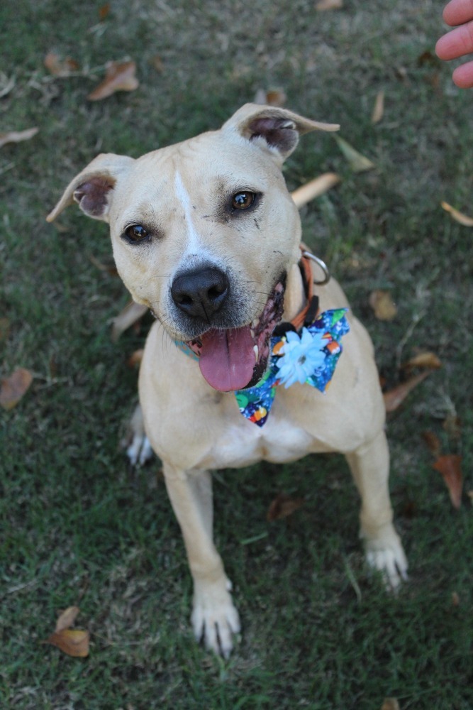 Rose, an adoptable Mixed Breed in Scott, LA_image-2