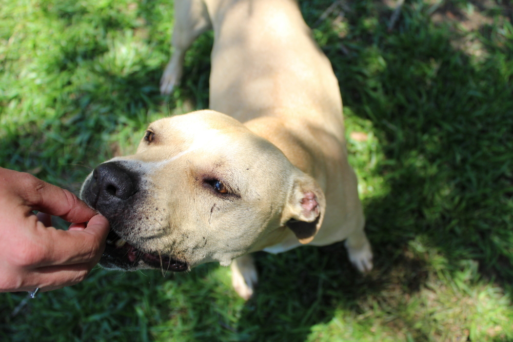 Rose, an adoptable Mixed Breed in Scott, LA, 70583 | Photo Image 2