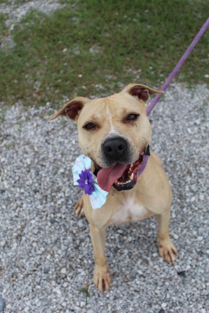 Rose, an adoptable Mixed Breed in Scott, LA, 70583 | Photo Image 3