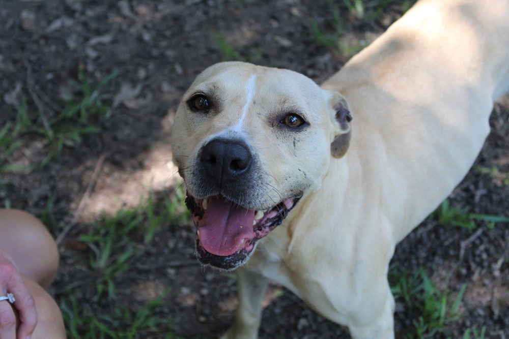 Rose, an adoptable Mixed Breed in Scott, LA, 70583 | Photo Image 4