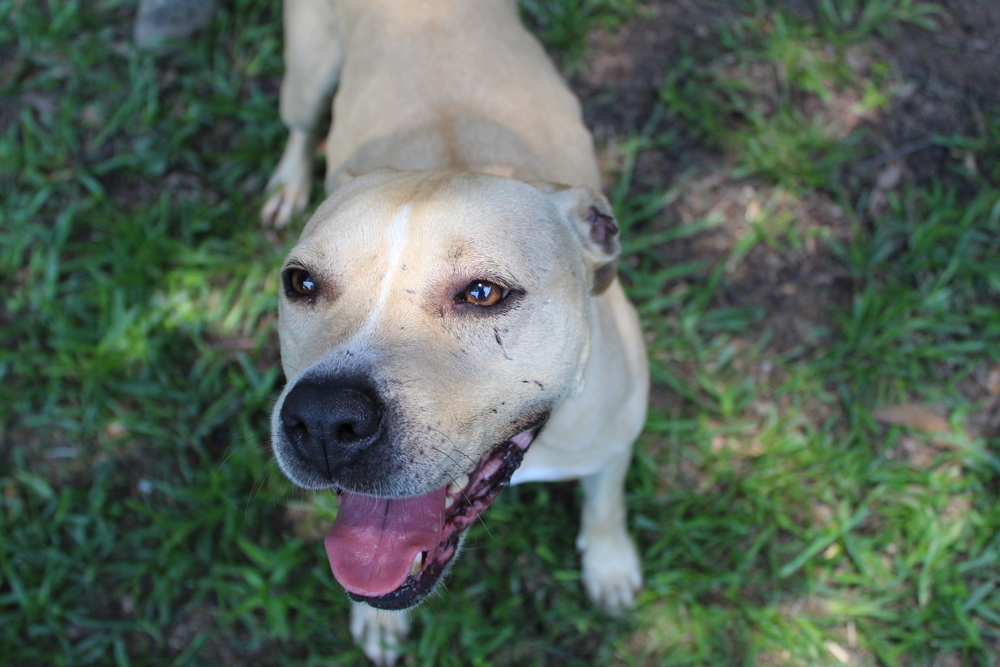 Rose, an adoptable Mixed Breed in Scott, LA, 70583 | Photo Image 5