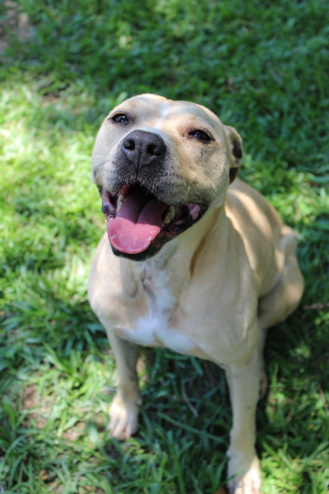 Rose, an adoptable Mixed Breed in Scott, LA, 70583 | Photo Image 6