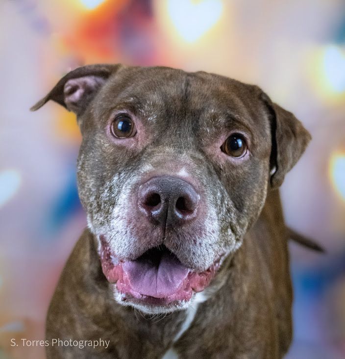 Bosley! , an adoptable Pit Bull Terrier Mix in Eastpointe, MI_image-1