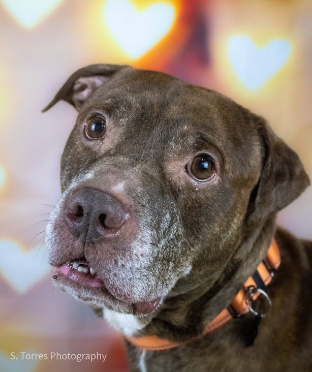 Bosley! , an adoptable Pit Bull Terrier Mix in Eastpointe, MI_image-6
