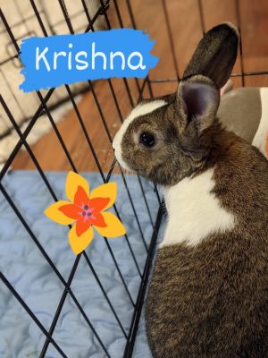 Krishna: featured pet!!