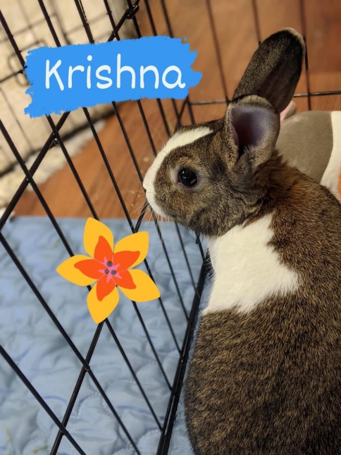 Krishna: featured pet!!