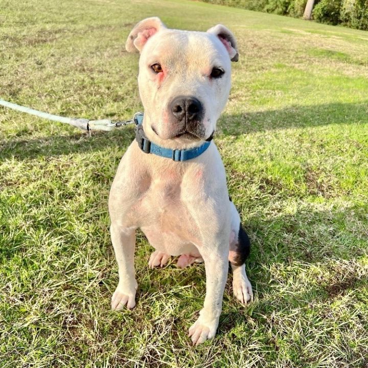 Vance, an adoptable Pit Bull Terrier in Charleston, WV_image-5