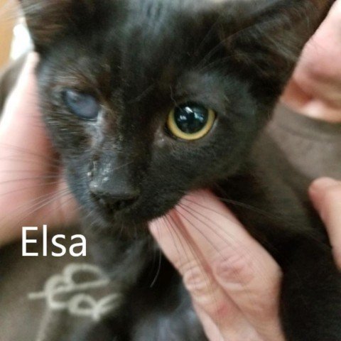 Elsa, an adoptable Domestic Short Hair in Chatham, VA_image-1