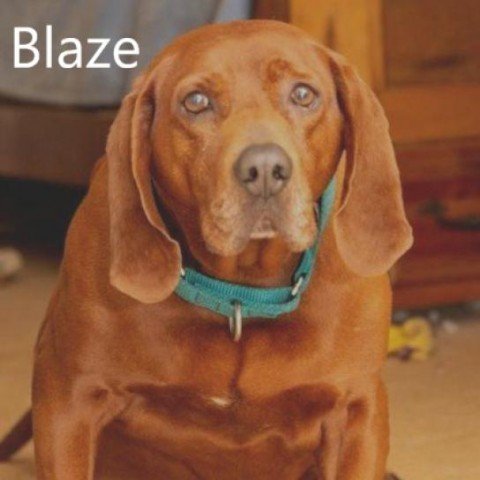 Blaze, an adoptable Redbone Coonhound in Chatham, VA, 24531 | Photo Image 1