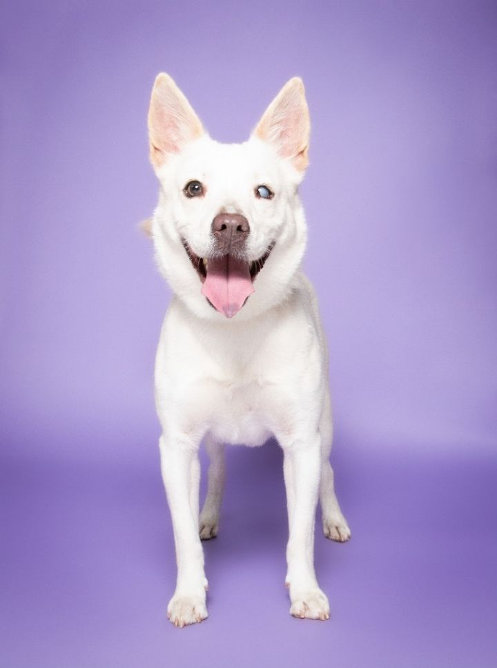 Marshmallow, an adoptable American Eskimo Dog & Shepherd Mix in Fort Lauderdale, FL_image-1