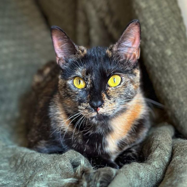 M&M (Marion and Marlow), an adoptable Domestic Short Hair & Tortoiseshell Mix in Charlotte, NC_image-3