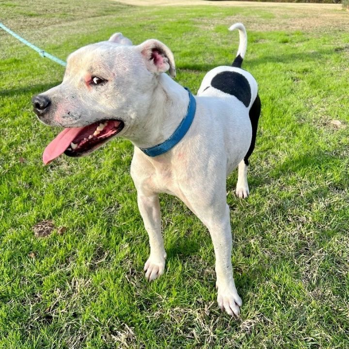 Vance, an adoptable Pit Bull Terrier in jacksonville, FL_image-3