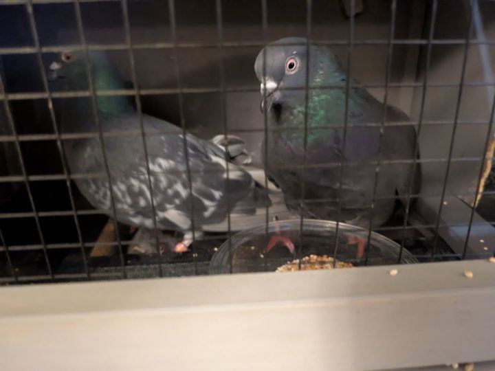 Parle / Pia 1