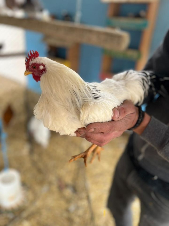 Ziah, an adoptable Chicken in Eagle Mountain, UT_image-1