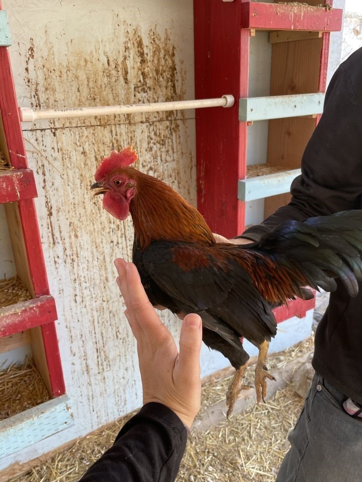 Twix Brother 1, an adoptable Chicken in Eagle Mountain, UT_image-1