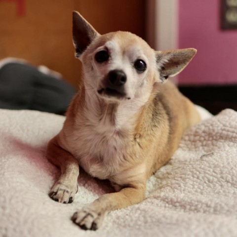 Poncho, an adoptable Chihuahua in Fresno, CA_image-3