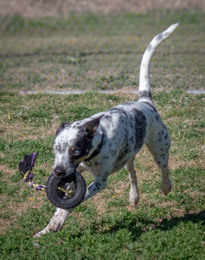 Blue heeler hot sale dalmatian mix